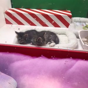 Meet your Posher, Svetlana